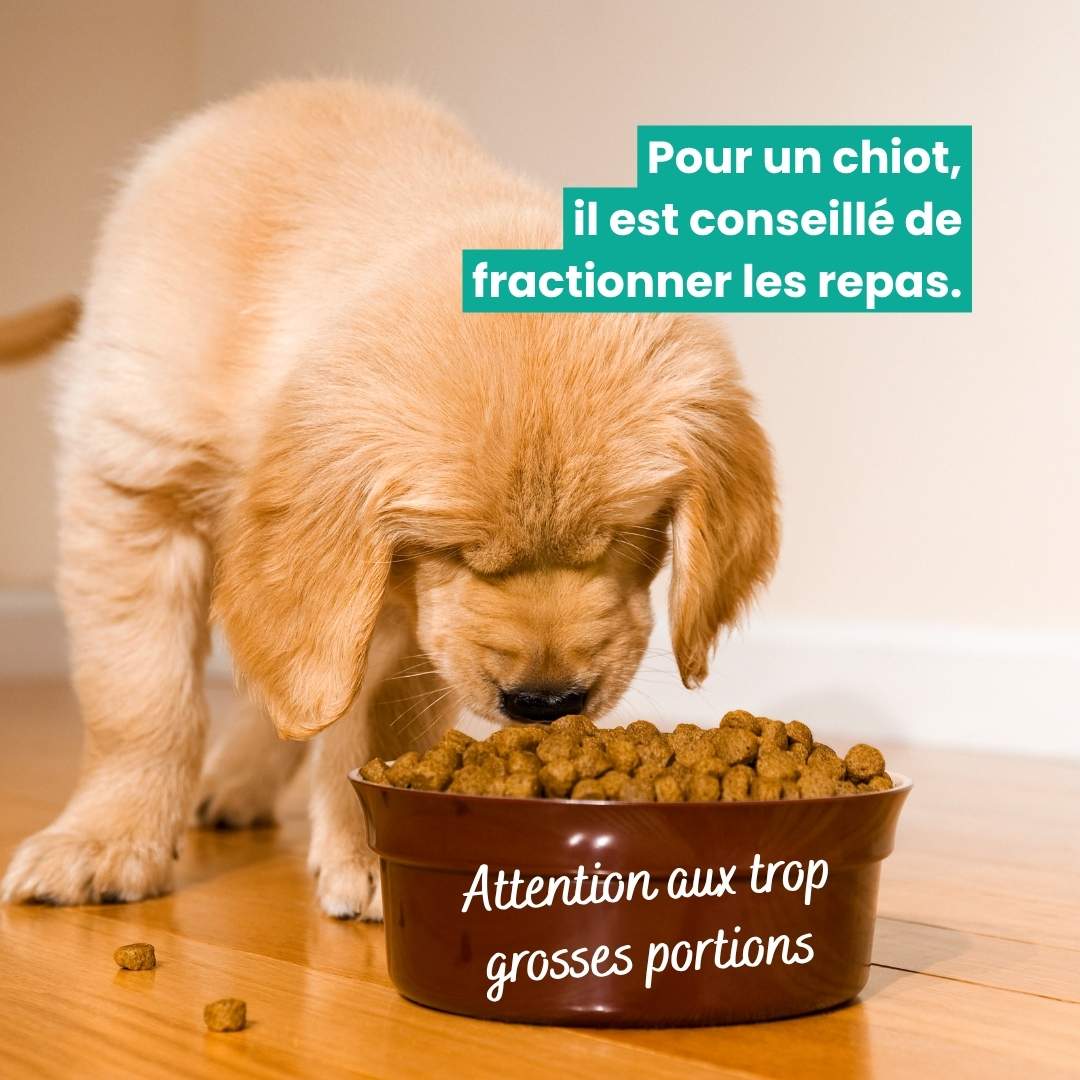 Chio devant une grosse portion de croquettes : il est plutôt conseillé de fractionner les repas