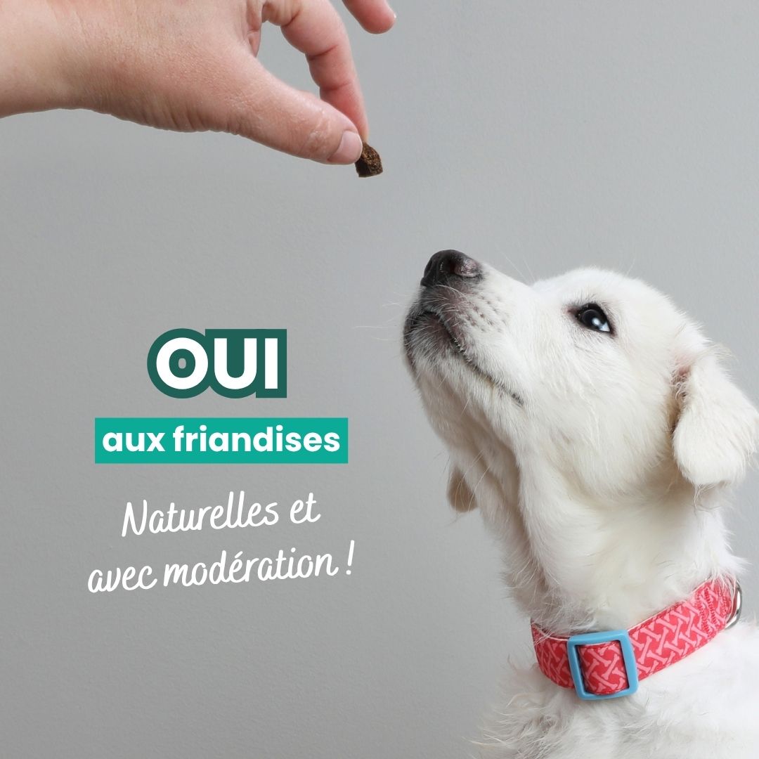 Chiot qui regarde une friandises