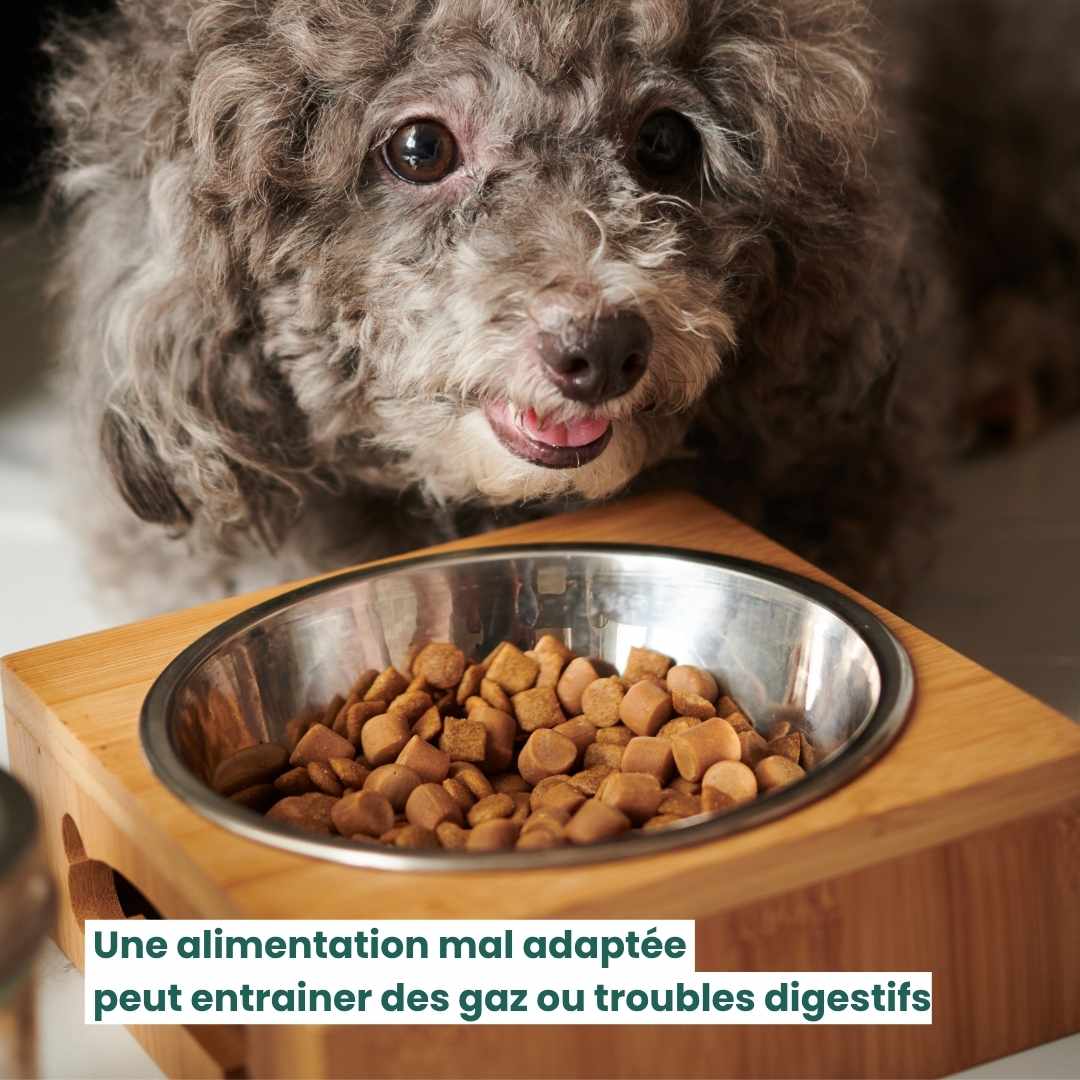 Chiot devant une gamelle de croquettes provoquant des gaz