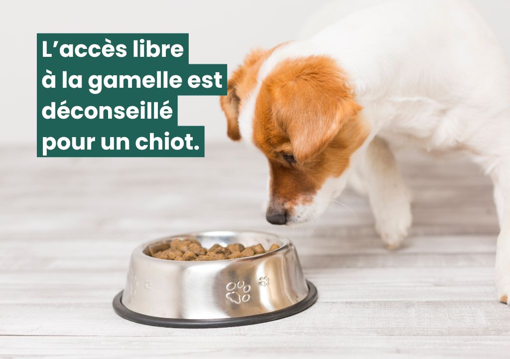 Chiot qui observe sa gamelle de croquettes