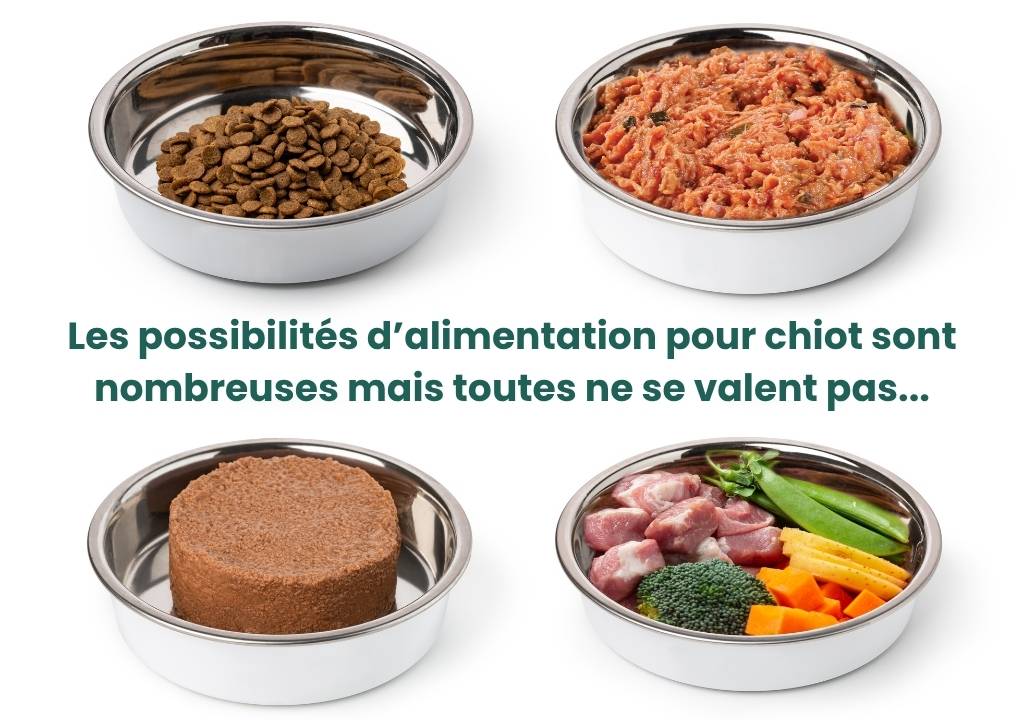 Plusieurs gamelles différente d'alimentation pour chiot