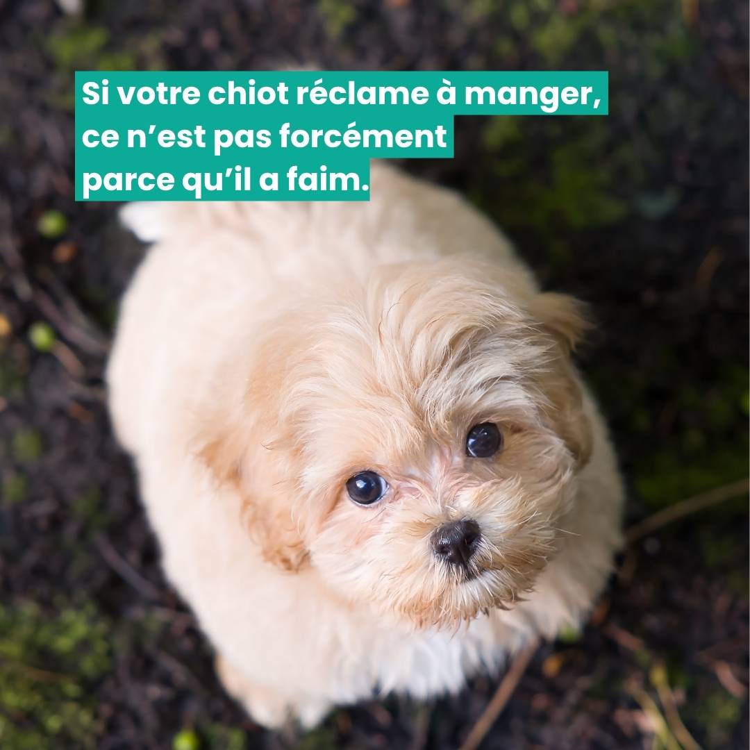 Chien qui fait les yeux doux pour obtenir à manger