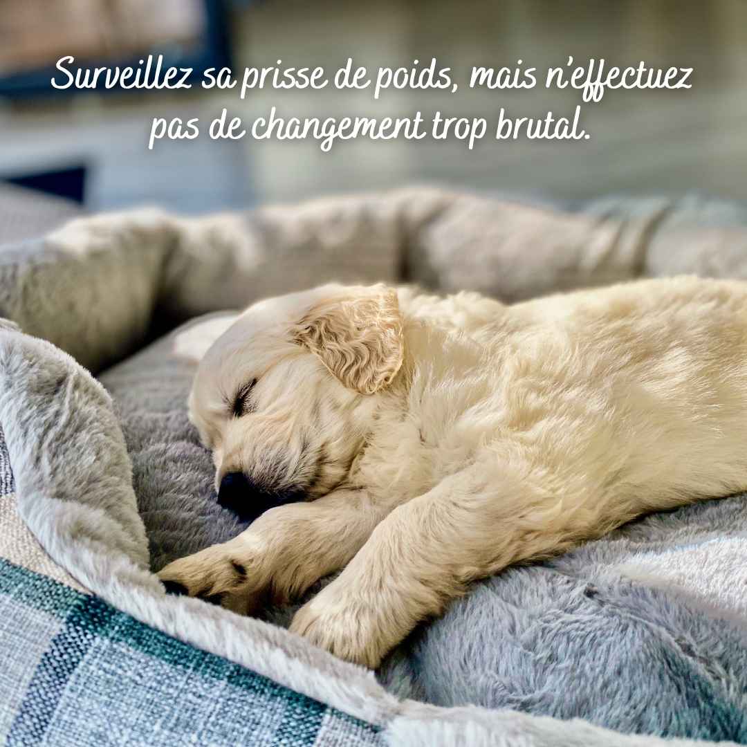 Chiot allongé dans son panier