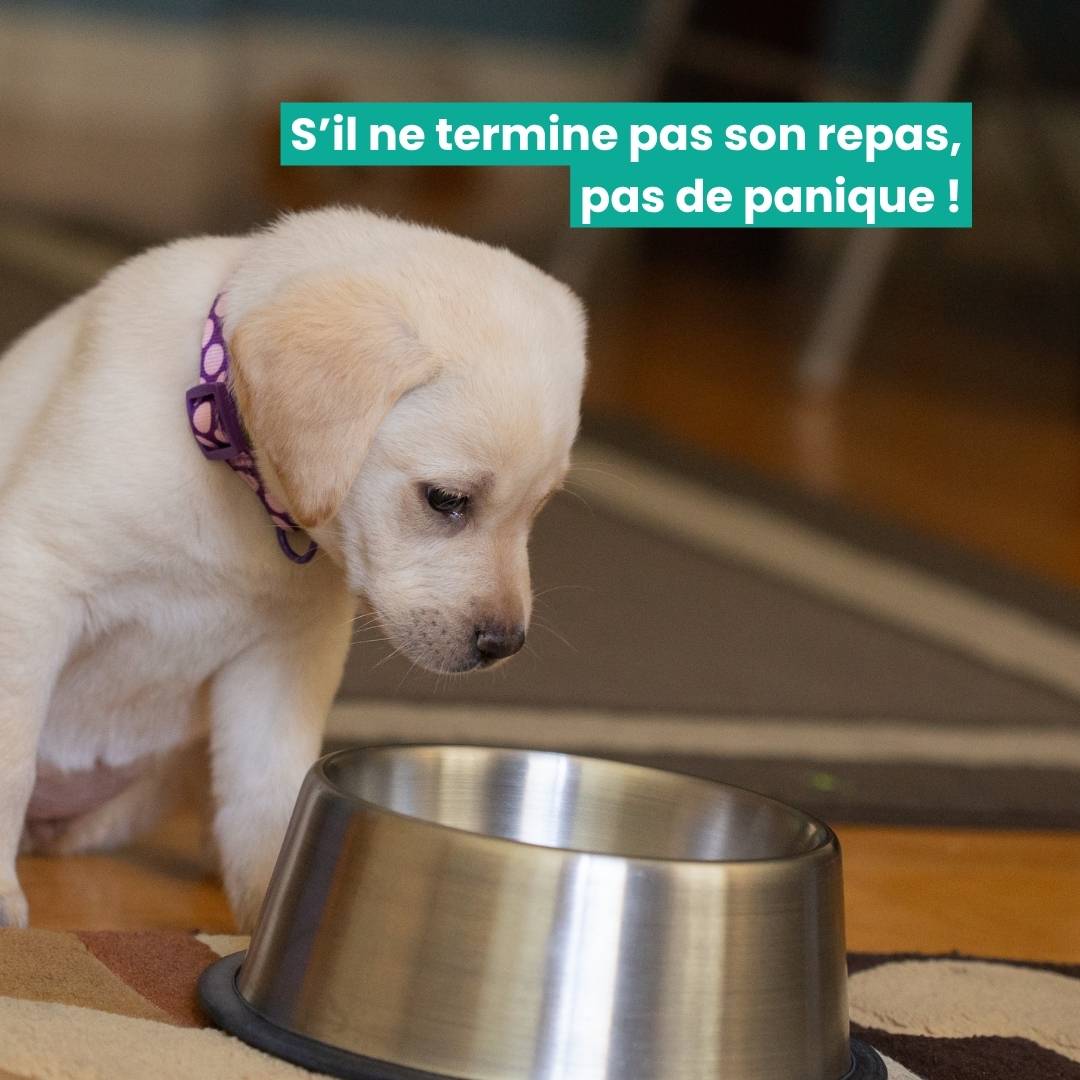 Chiot qui boude sa gamelle : est ce la faute du type d'alimentation ?