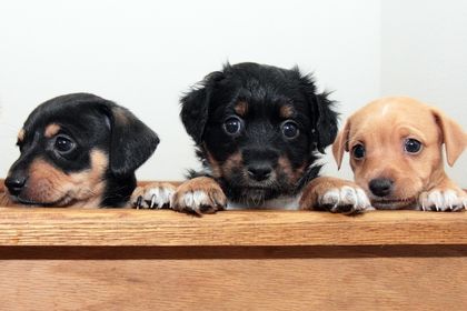 3 chiots