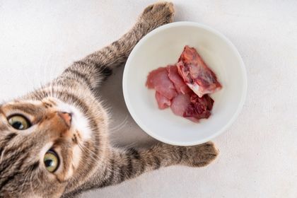 Chat tenant un bol contenant ses besoins nutritionnels