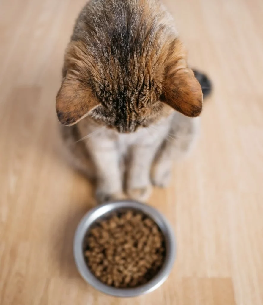Chat regardant sa gamelle de croquettes