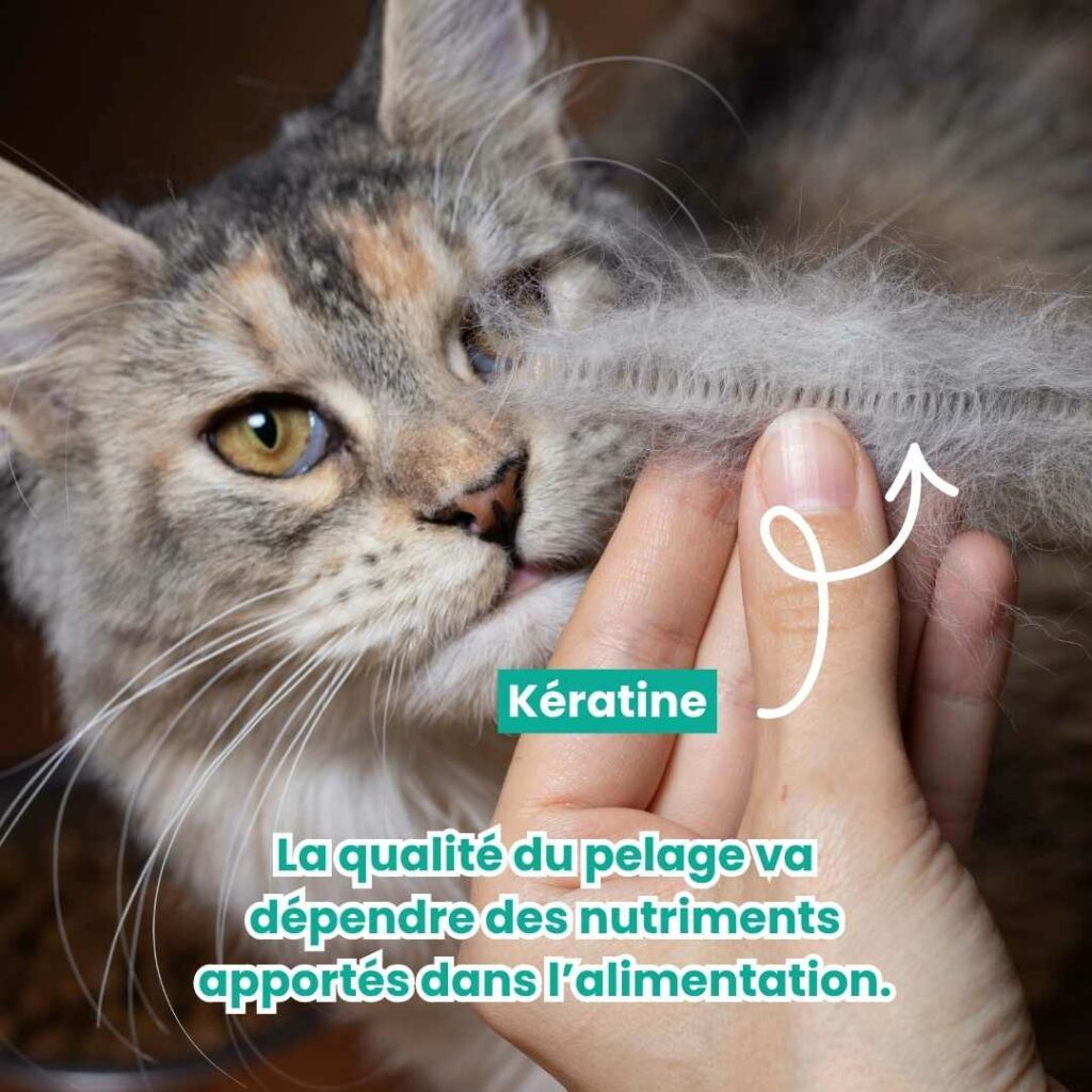 Qualité du pelage dépend de l'alimentation