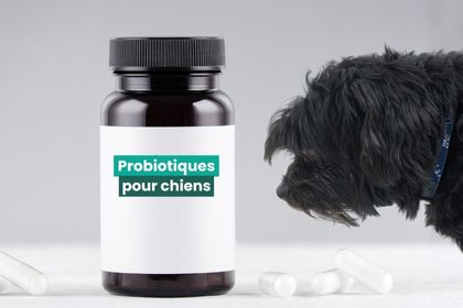 probiotiques pour chien