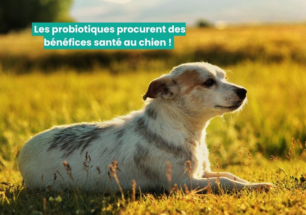 probiotiques pour chien rectangle 2 probiotiques pour chien