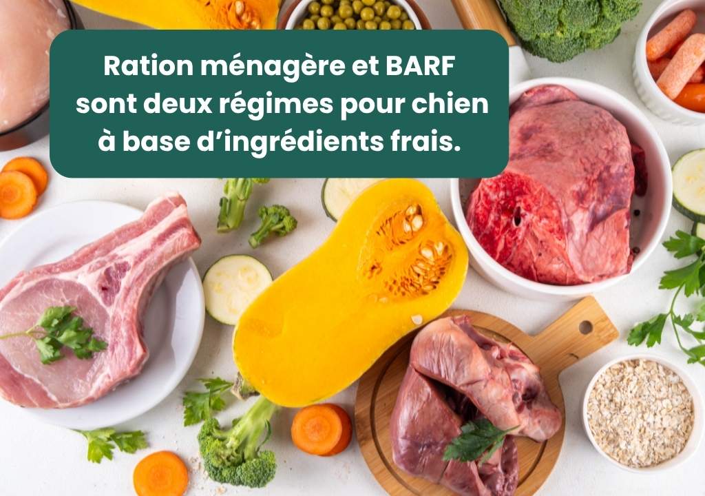 ration_menagere_ou_BARF_deux_regimes_frais_pour_chien_1 Ration ménagère et BARF sont deux régimes pour chien à base d’ingrédients frais.