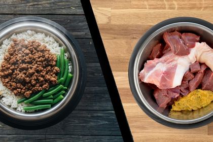 Ration ménagère ou BARF : deux gamelles qui s'opposent