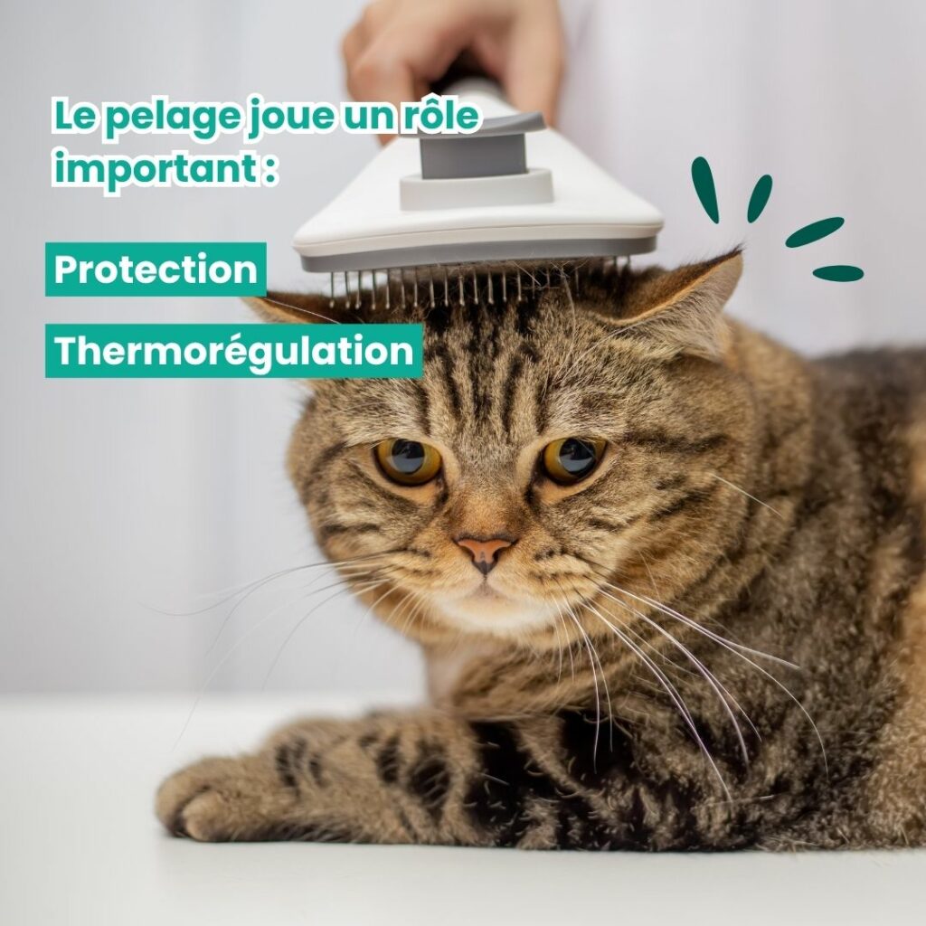 Le pelage du chat joue un rôle important