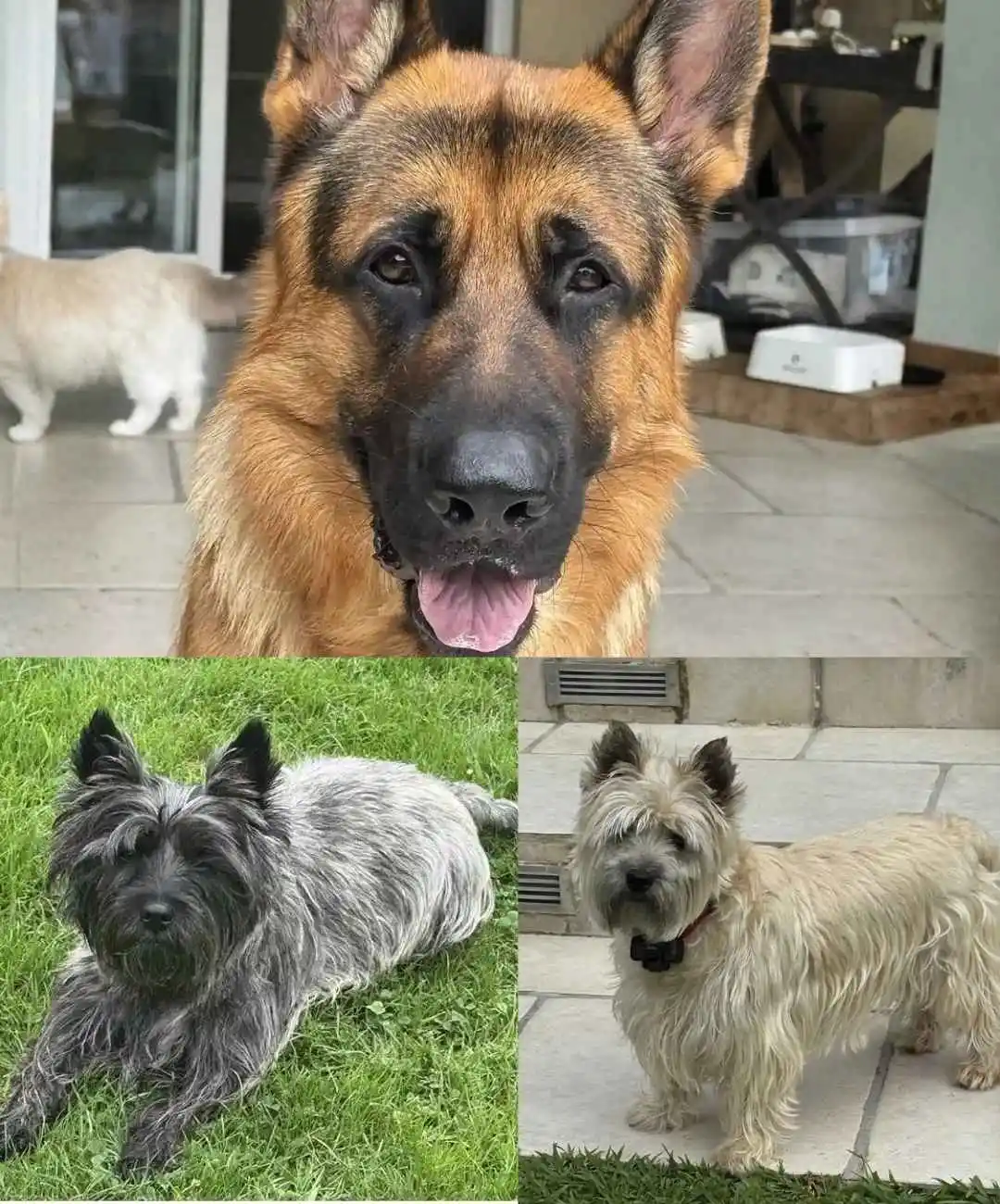 Photo d'un berger allemand et de deux Cairn Terriers