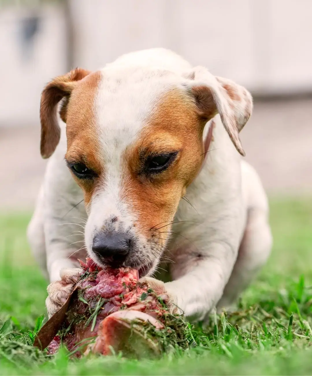 Petit chien blanc et marron mâchant un os cru naturel dans l’herbe – bénéfique pour la santé mentale et dentaire.
