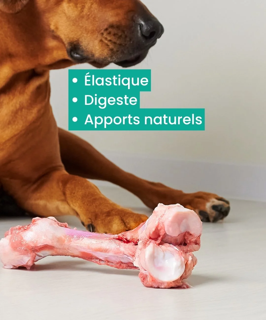 Os charnu Chien en bonne santé mâchant un os cru naturel – friandise élastique, digeste et riche en apports nutritionnels pour chiens.