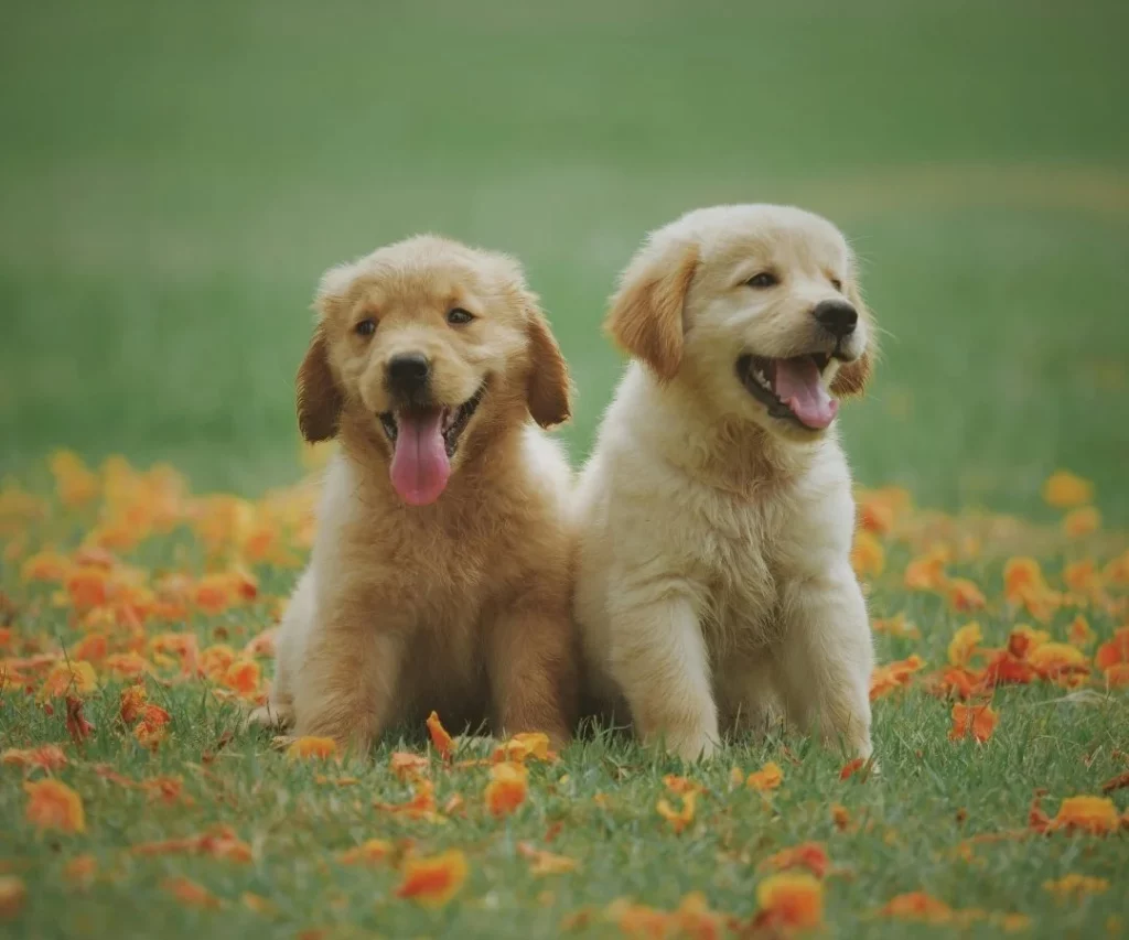 Blog-BARF-chiot-1 Deux chiots heureux et en bonne santé