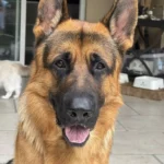 Berger allemand qui regarde la caméra