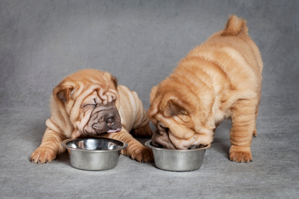 Chiots qui mange du BARF