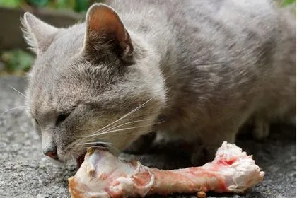 Photo d'un chat qui ronge son os charnu