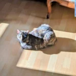 photo d'un chat qui se repose en étant au soleil