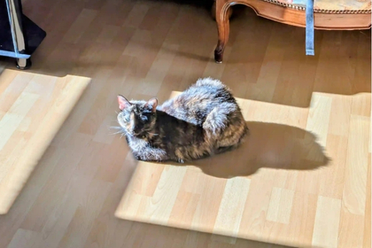 photo d'un chat qui se repose en étant au soleil