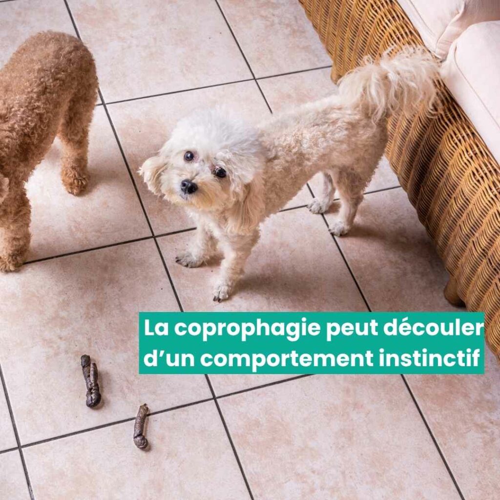 Pourquoi mon chien mange du caca : comportement instinctif 