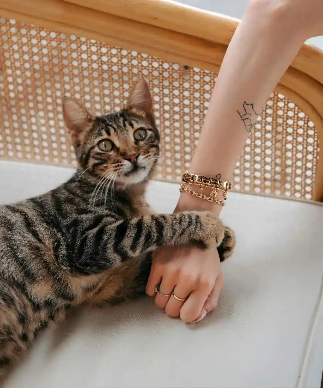 chat allongé qui tient la main de sa maîtresse