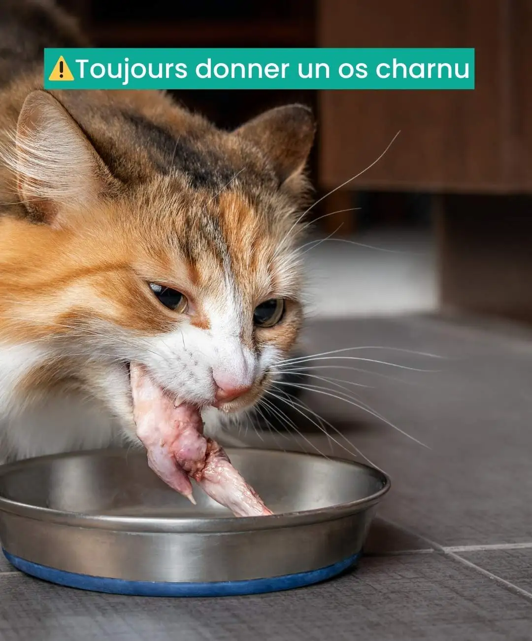 blog-os-chat Chat qui ronge son os charnu