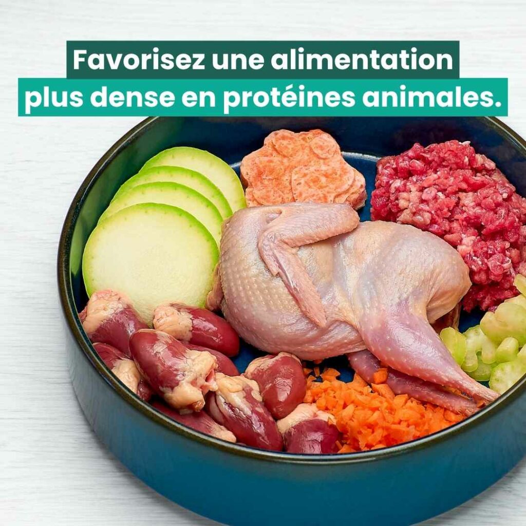 favorisez une alimentation plus dense en protéines animales