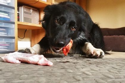 os de poulet pour chien