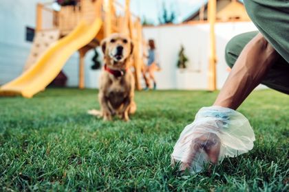 pourquoi mon chien mange du caca