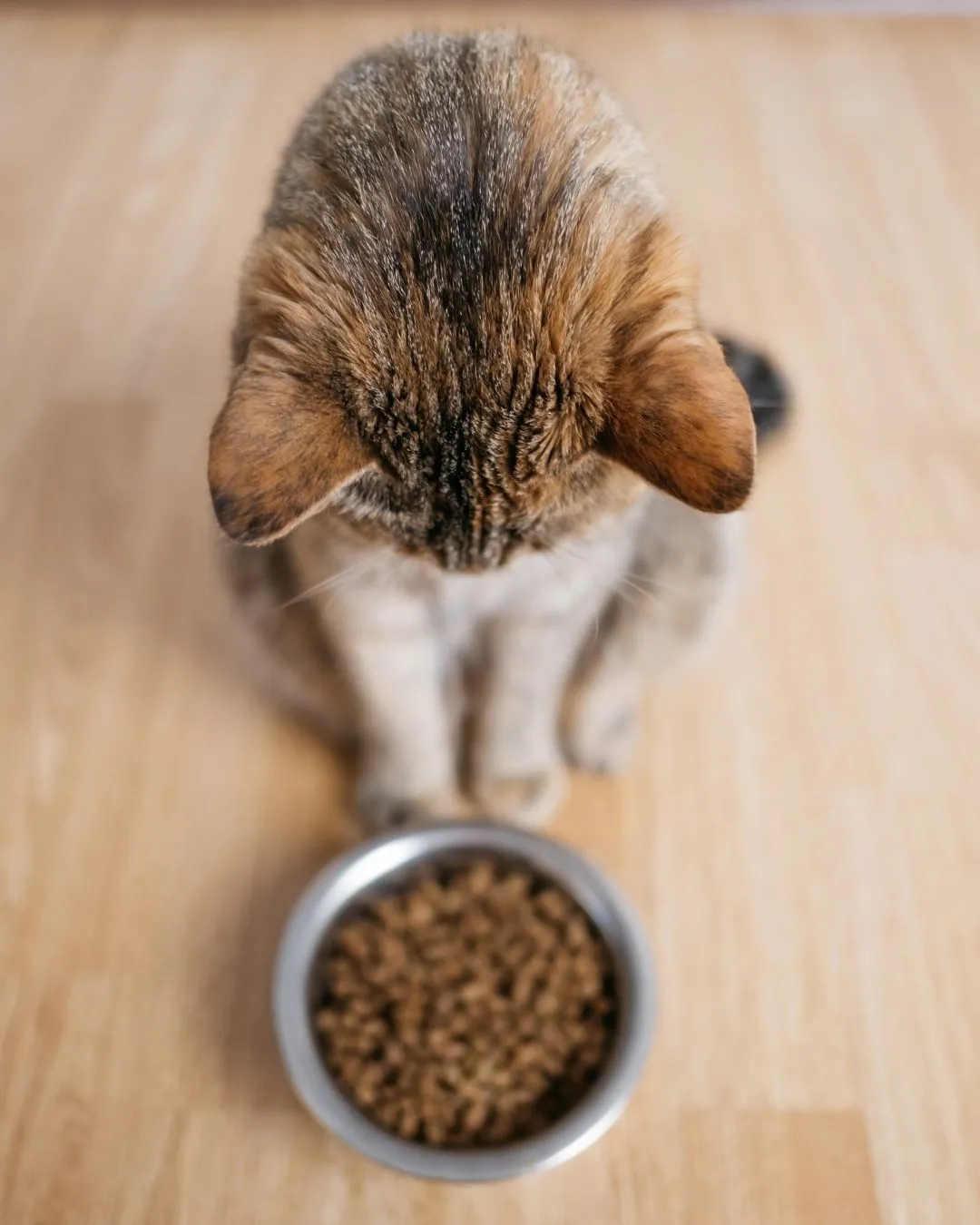 Témoignage-christian-1 Chat regardant ses croquettes sans appétit