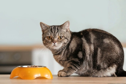 Chat devant sa gamelle illustrant une alimentation pour chat sans céréales, adaptée à ses besoins de carnivore strict.