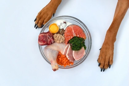 Repas équilibré pour chien avec viande crue, poisson, légumes et œuf dans une gamelle, entourée des pattes du chien
