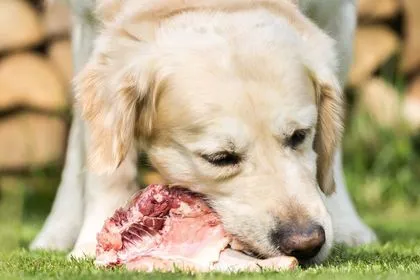 Chien qui mange du canard