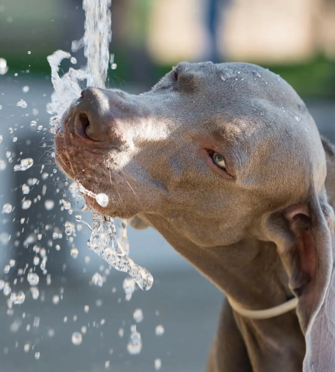 Chien qui boit l'eau d'une fontaine