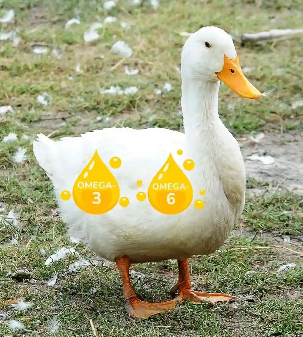 blog-canard canard représentant une source importante d'oméga 3 et d'oméga 6