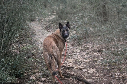 Chien malinois dans une forêt.