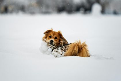 chien en hiver