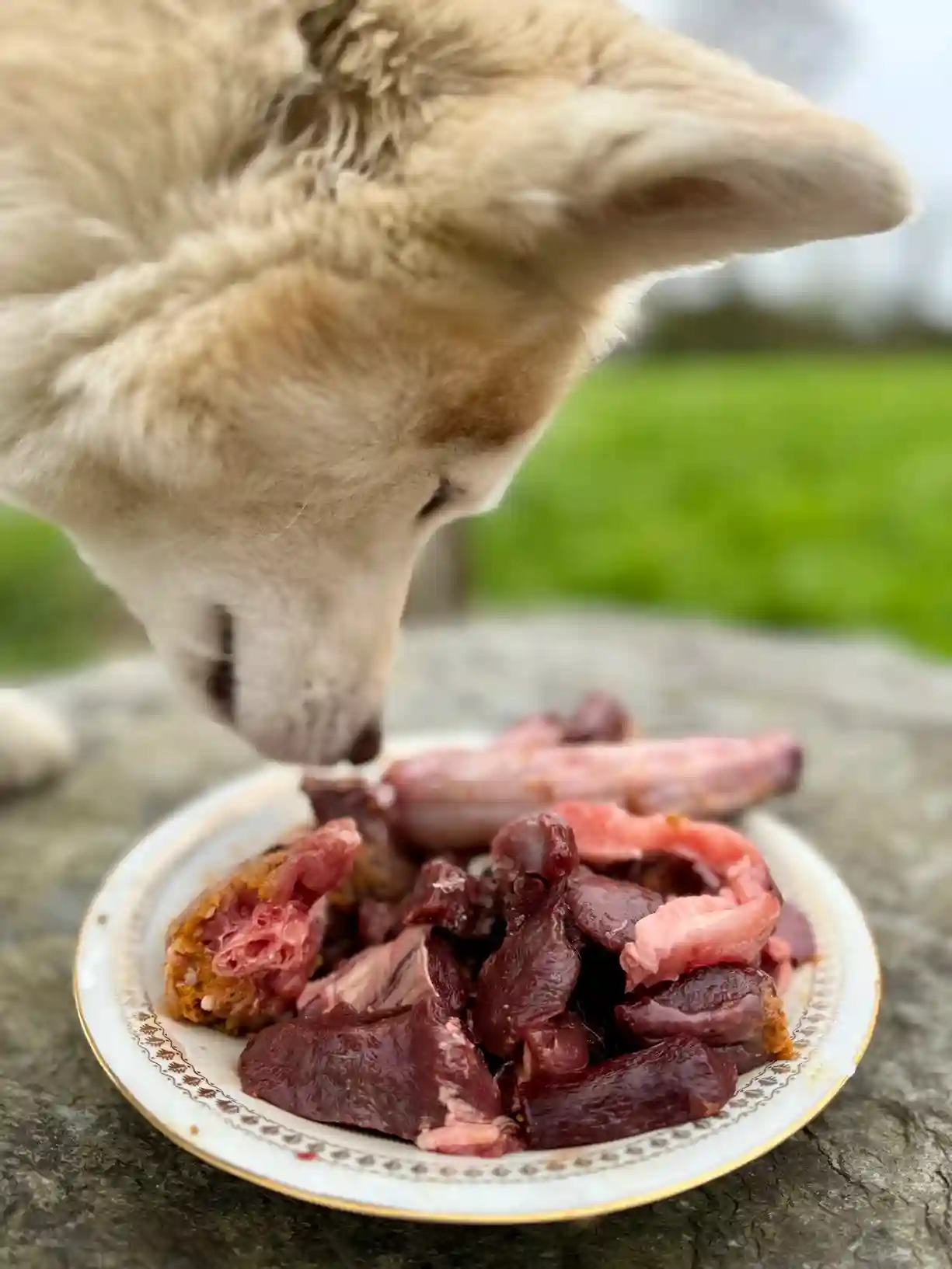 Chien type husky reniflant une assiette de repas BARF en morceaux avec viande crue, abats et os charnus, alimentation naturelle pour chien.