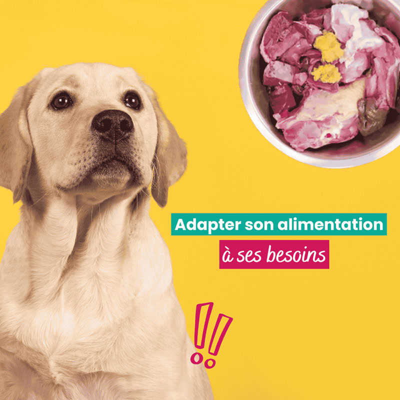 Une-alimentation-adapte-a-ses-besoins-800px Illustration d'une chien et d'une gamelle adaptée à ses besoins