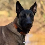 Photo d'un malinois vu de face en extérieur.