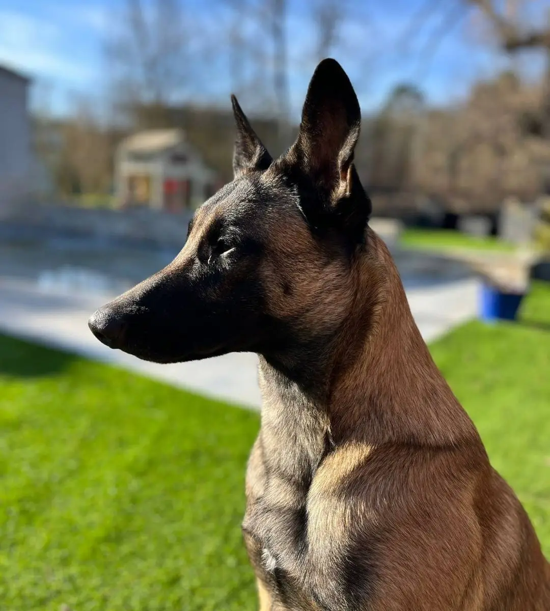 Vasco-Malinois-2 Photo d'un malinois vu de profil en extérieur