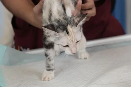 chat malade qui se fait déposer sur une serviette