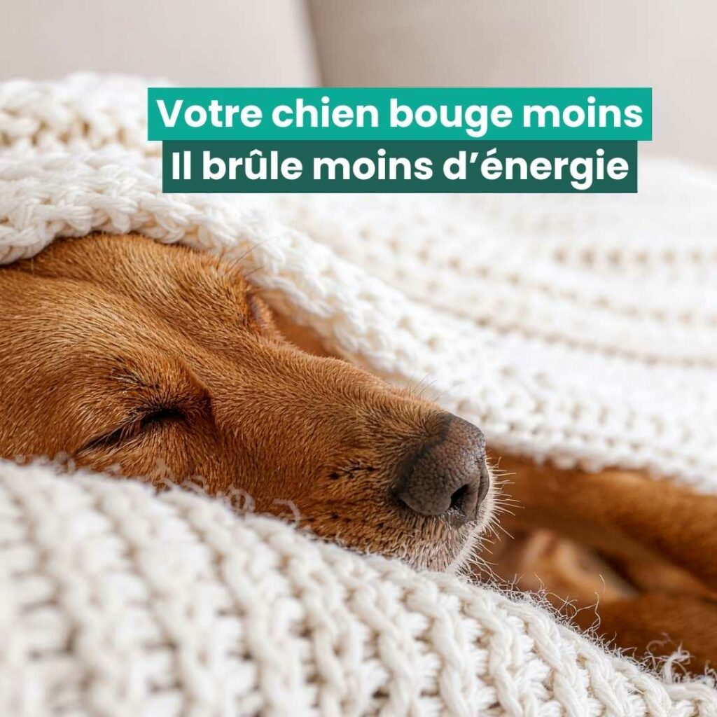 chien en hiver moins d'activité Chien en hiver moins d'activité