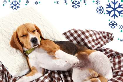 quiz cocooning : quel est le style de votre chien ?