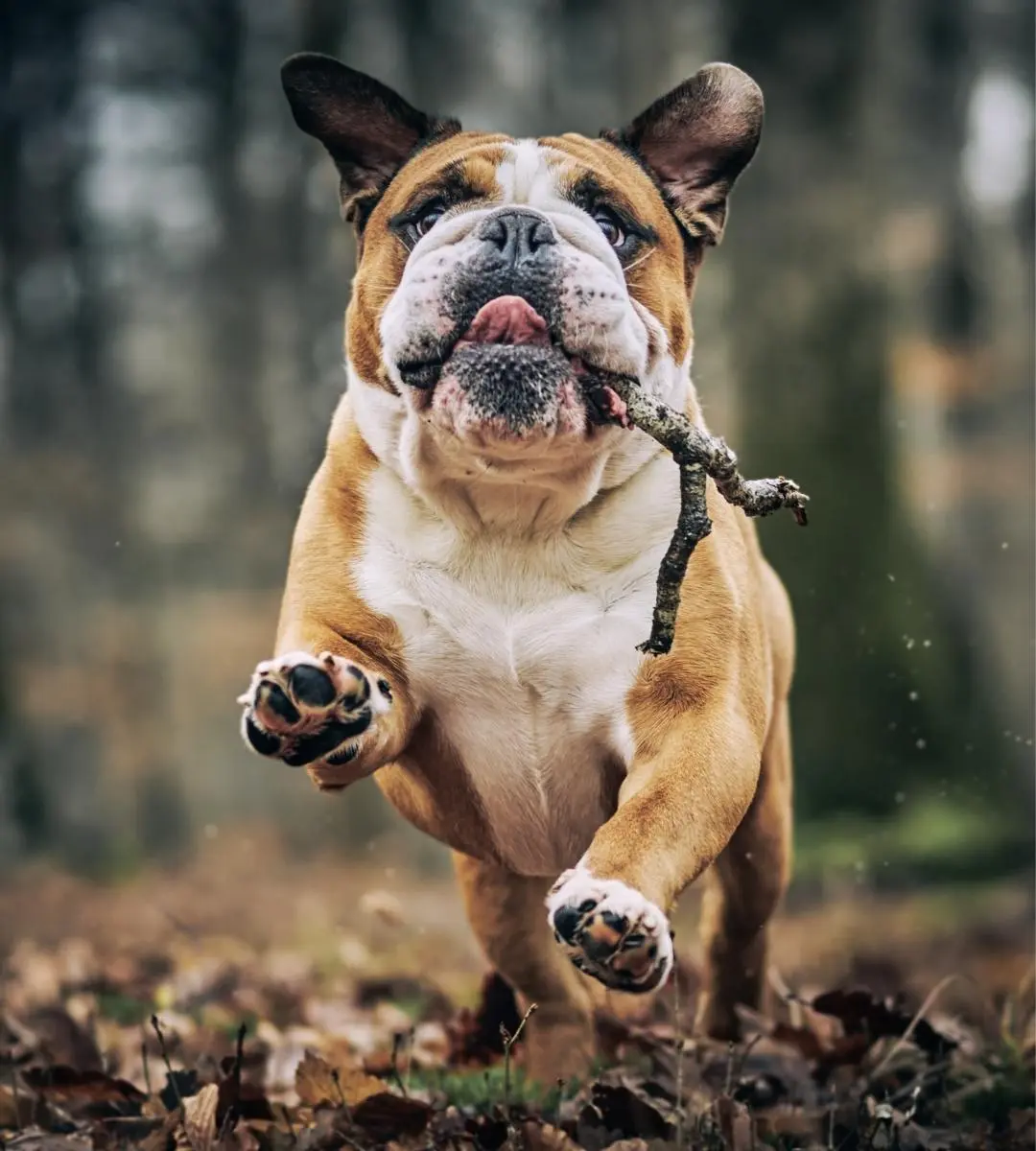 Chien qui court dans la forêt avec un bâton dans la gueule.