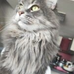 Portrait rapproché d’un chat Maine Coon gris à poil long, vu de profil, regardant vers la lumière avec des yeux verts dans un intérieur lumineux.