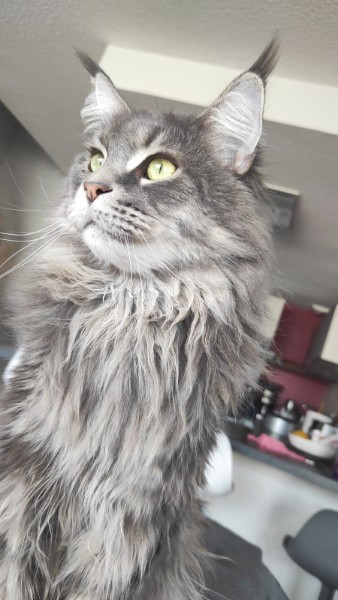 Chat Ramsès-2 Portrait rapproché d’un chat Maine Coon gris à poil long, vu de profil, regardant vers la lumière avec des yeux verts dans un intérieur lumineux.